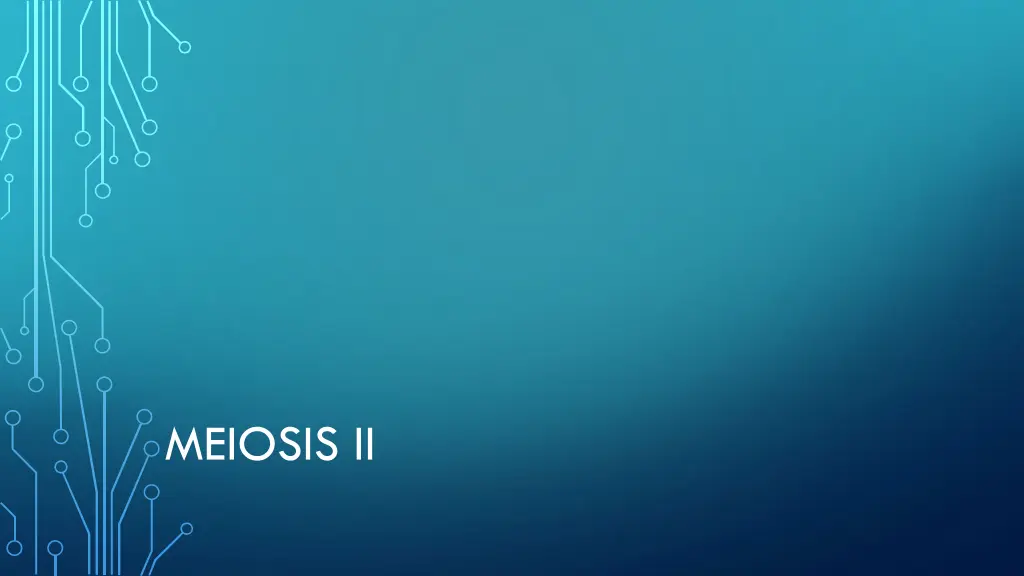 meiosis ii