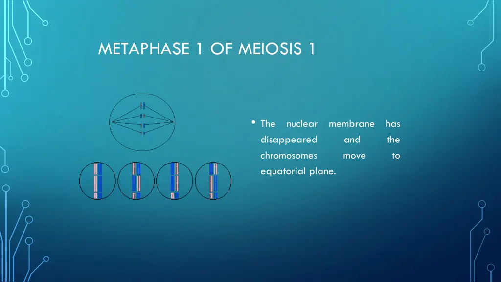 metaphase 1 of meiosis 1