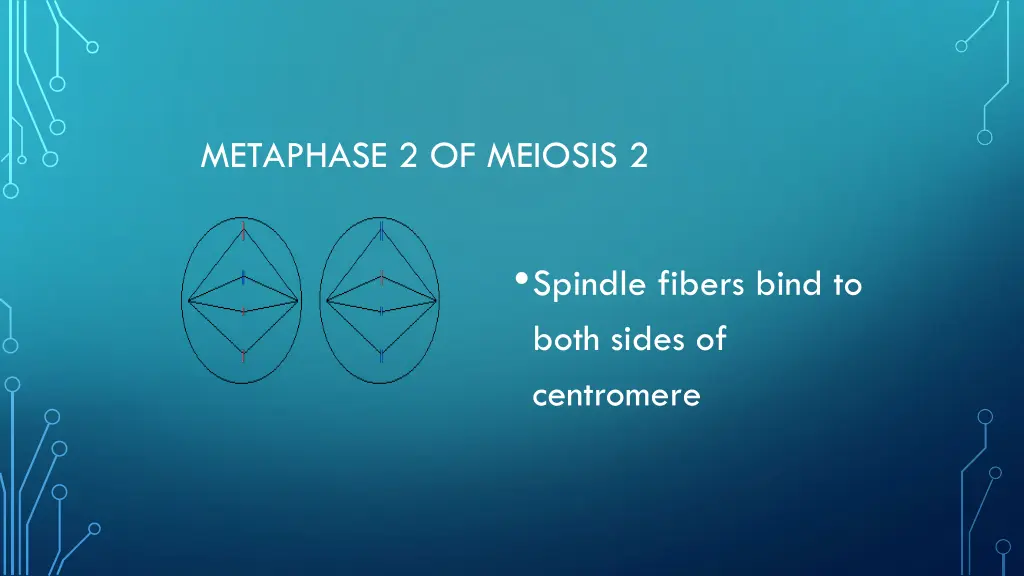 metaphase 2 of meiosis 2