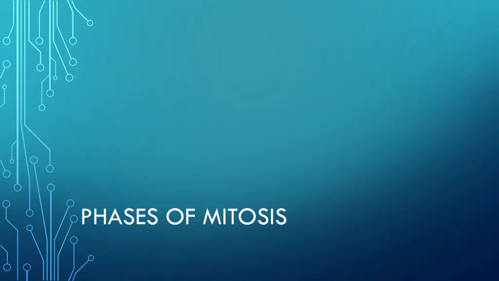 phases of mitosis