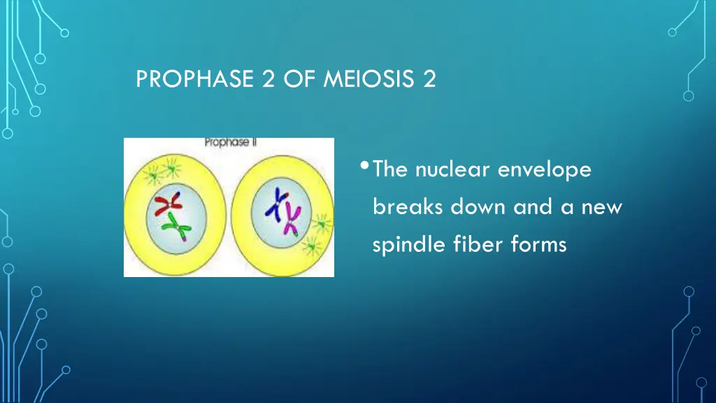 prophase 2 of meiosis 2