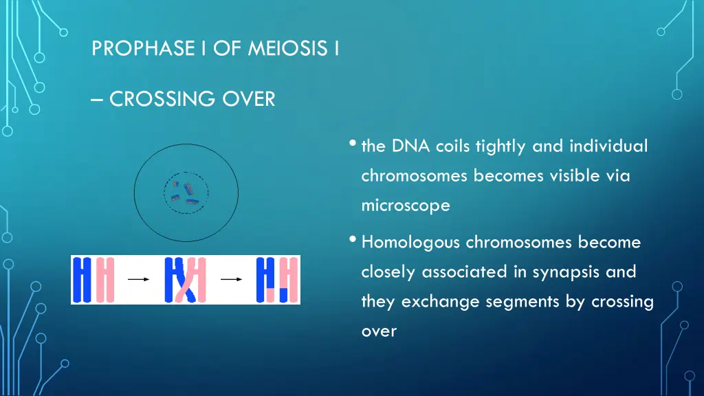 prophase i of meiosis i
