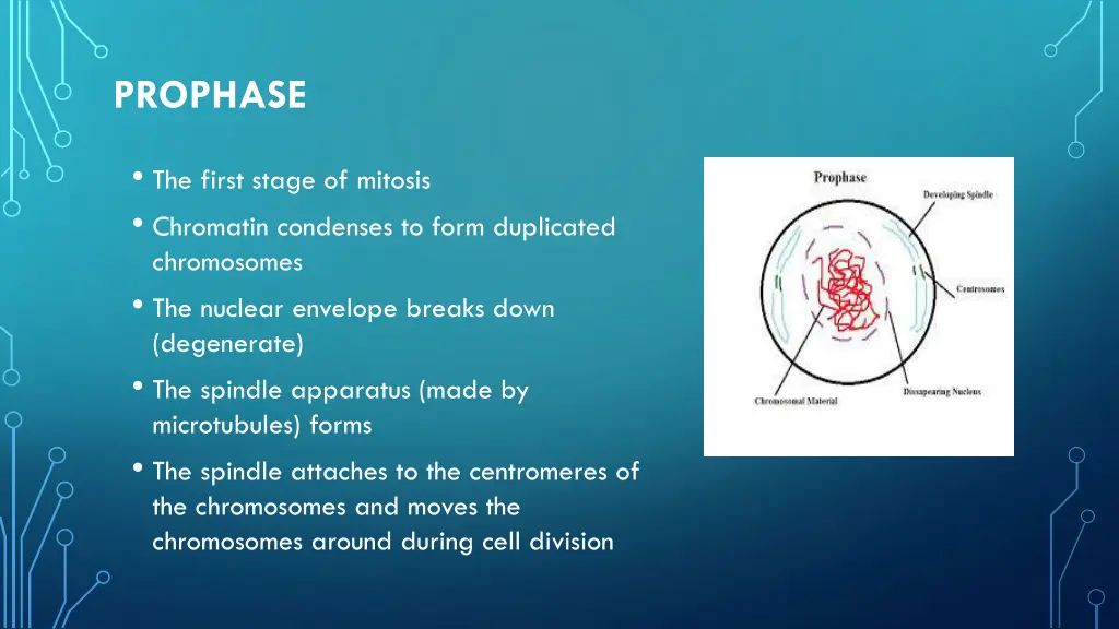 prophase