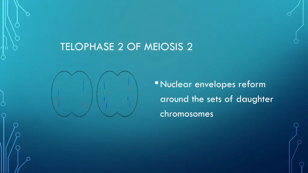 telophase 2 of meiosis 2