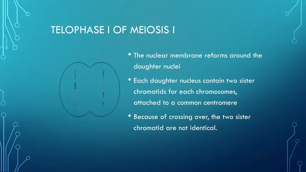 telophase i of meiosis i