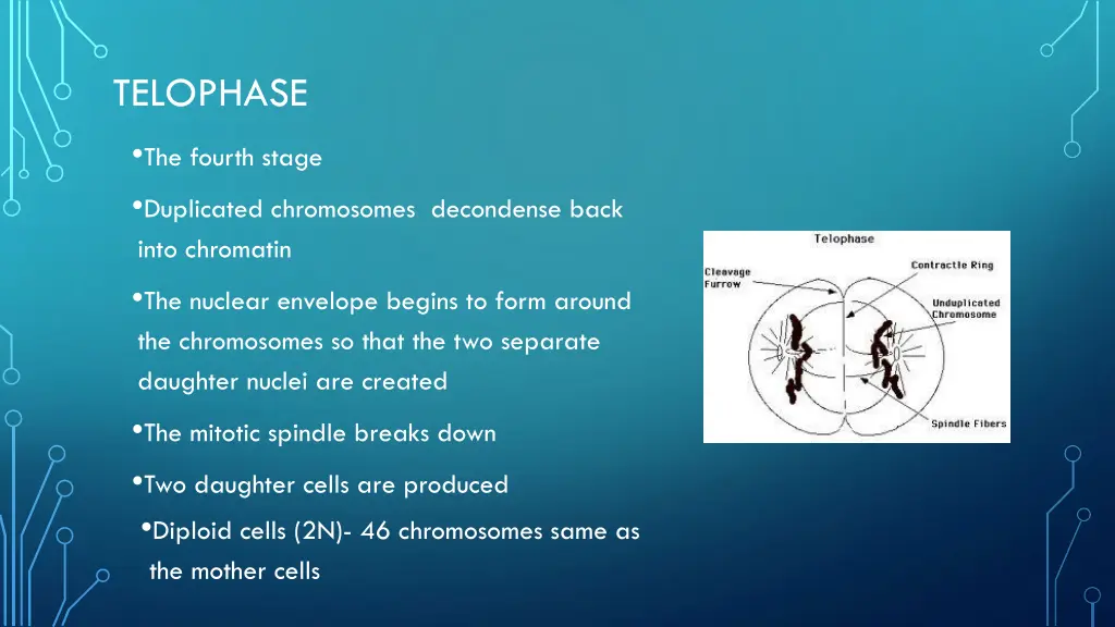 telophase
