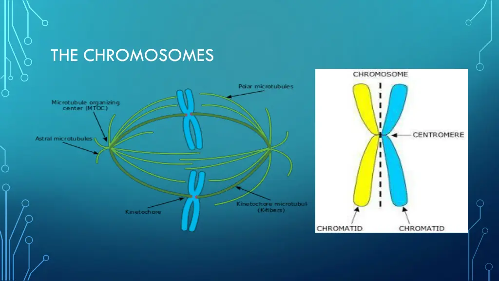 the chromosomes