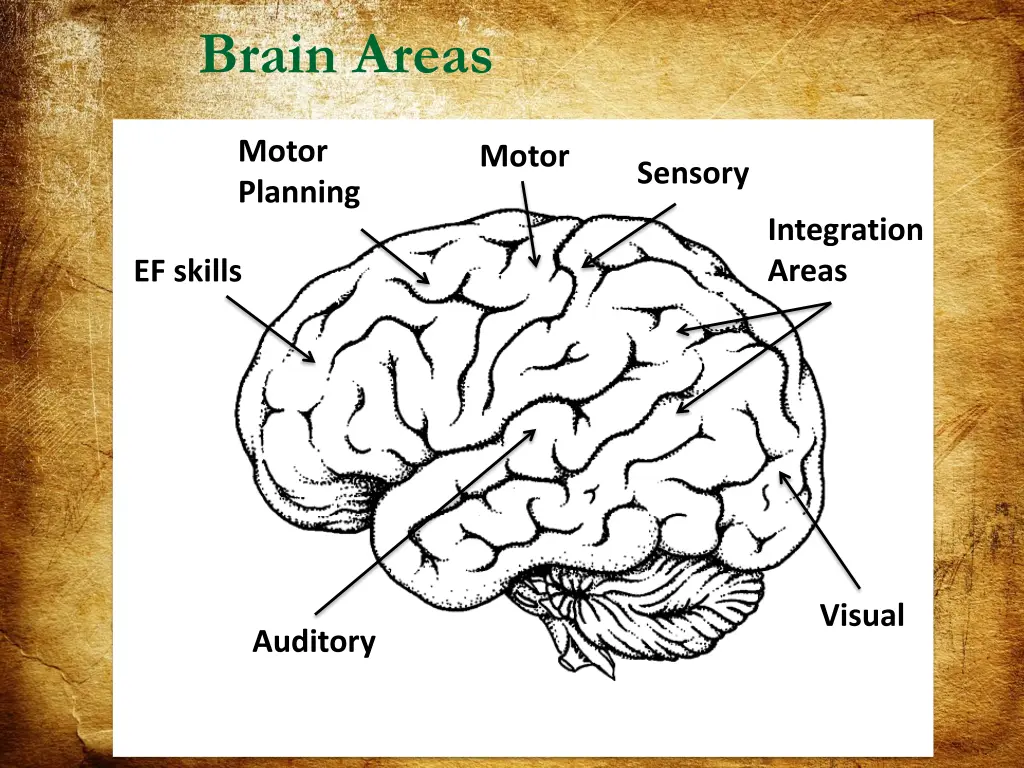brain areas