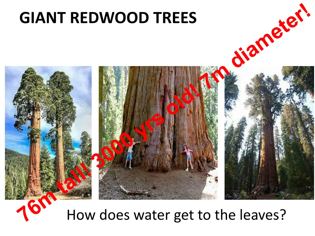 giant redwood trees