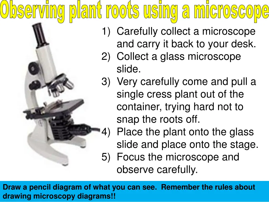 observing plant roots using a microscope