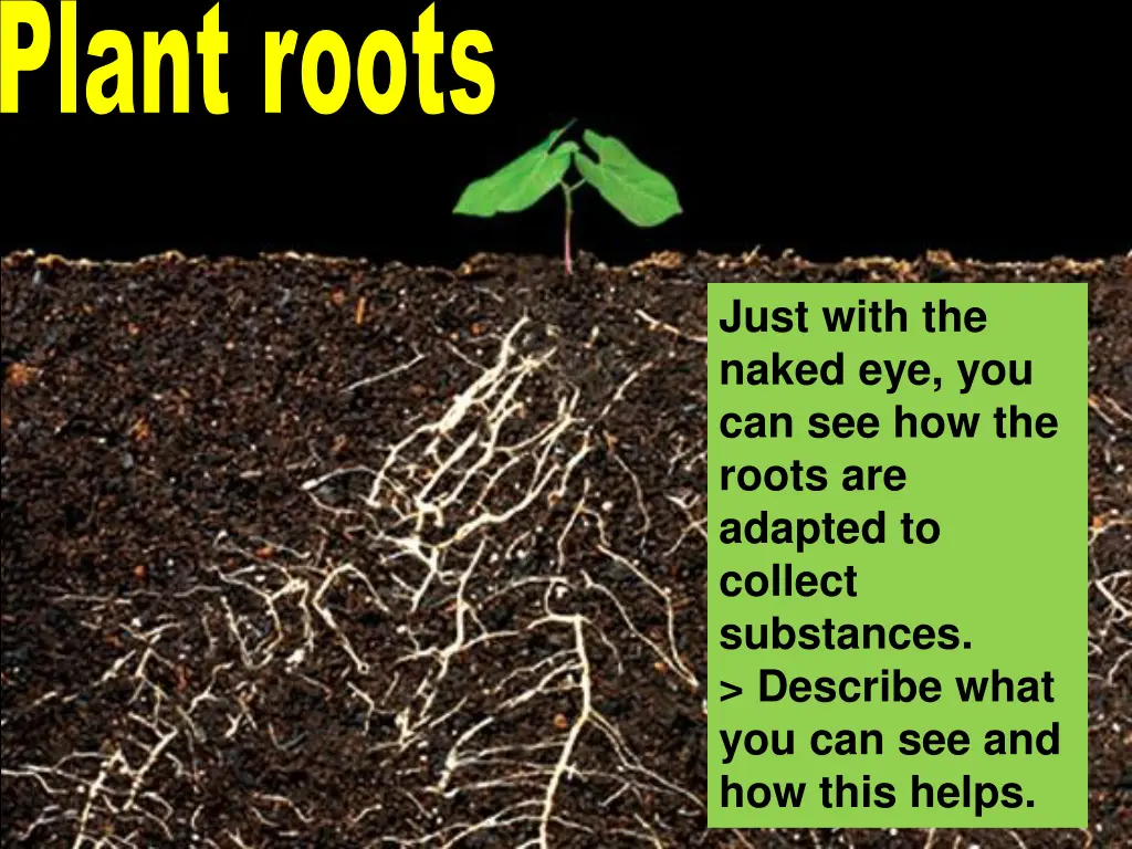 plant roots