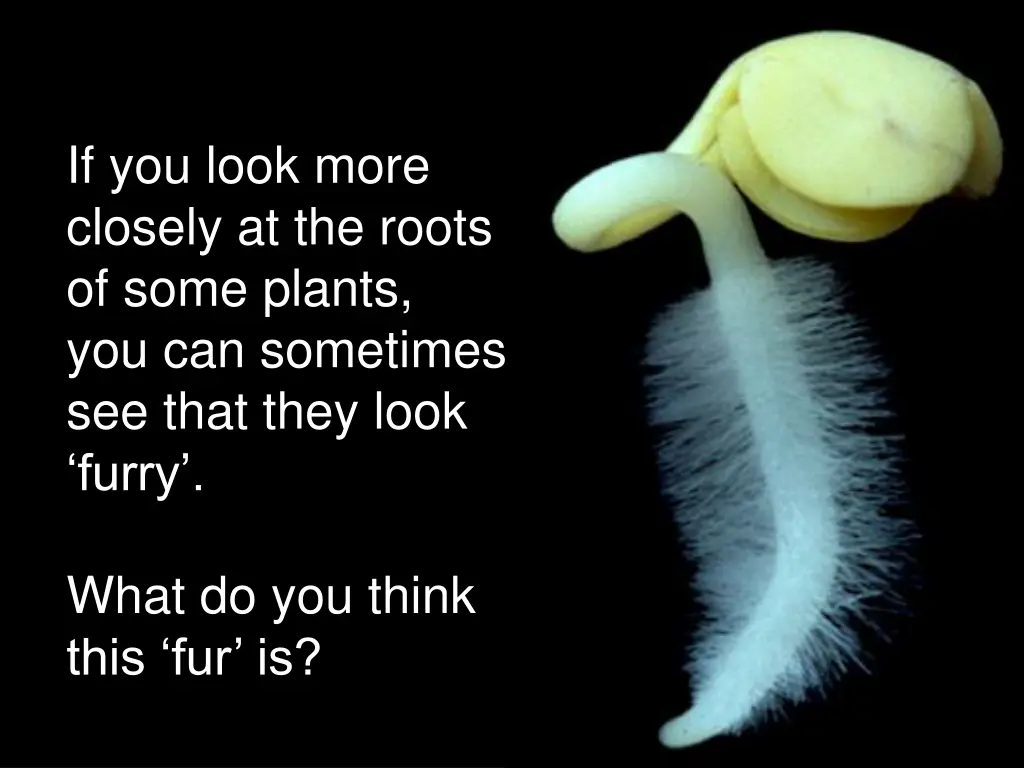 root hairs