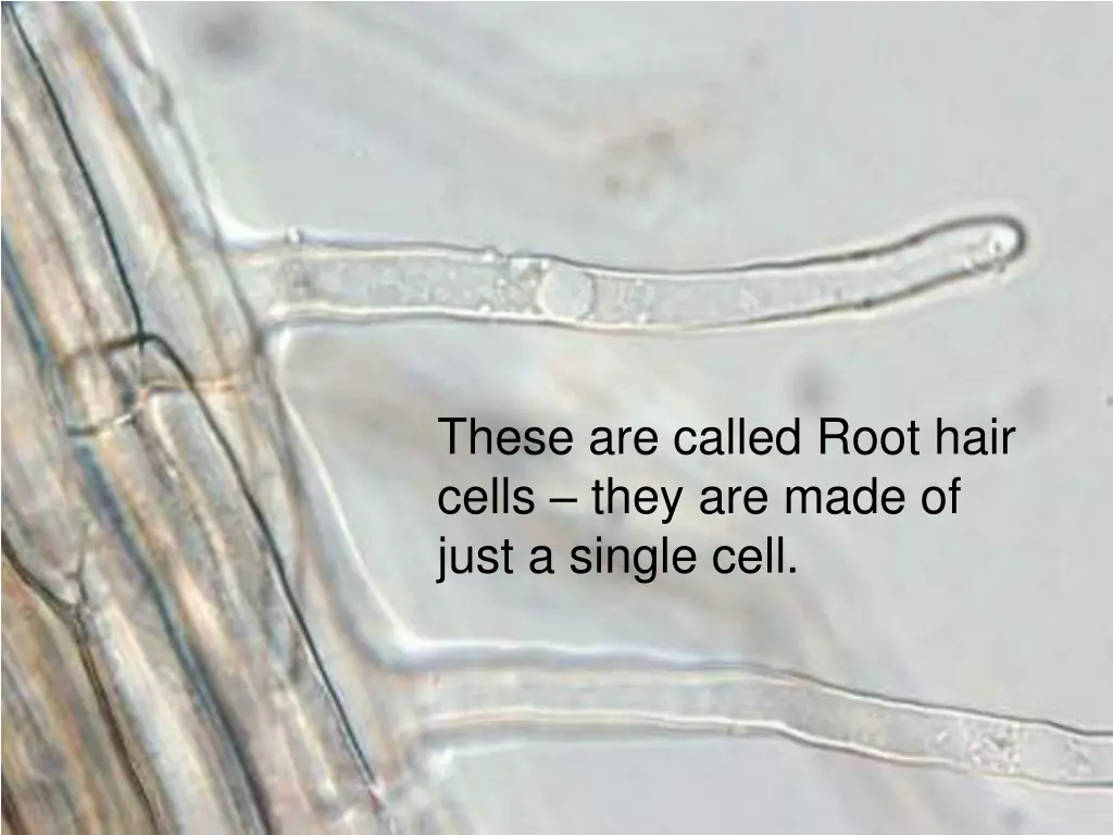 these are called root hair cells they are made