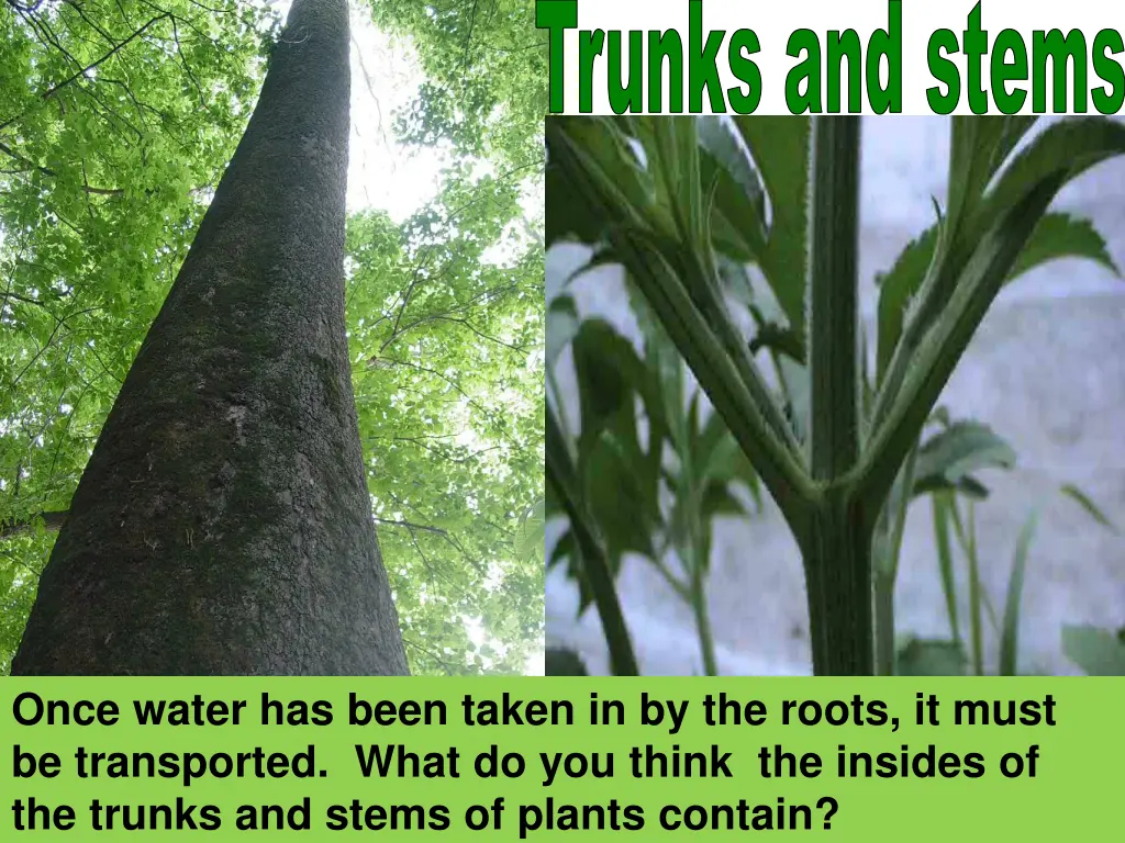 trunks and stems