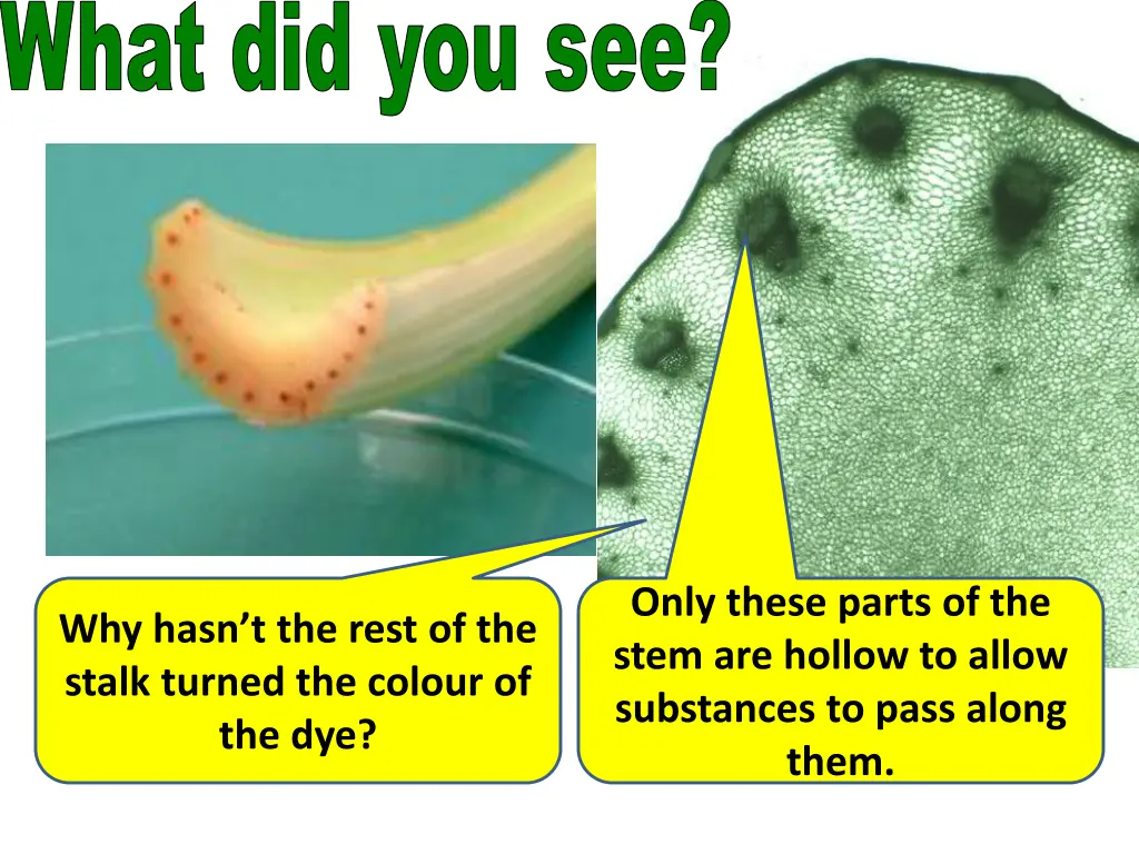 what did you see