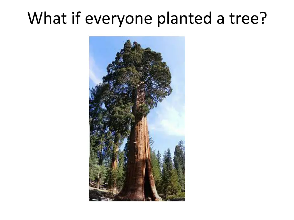 what if everyone planted a tree