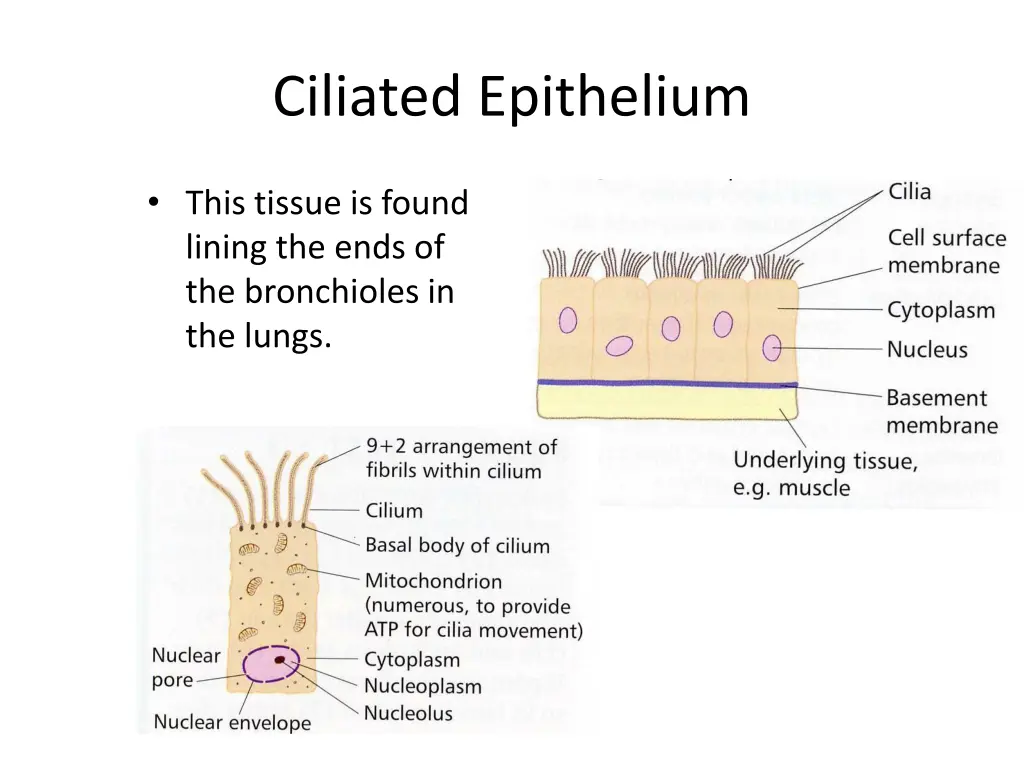 ciliated epithelium