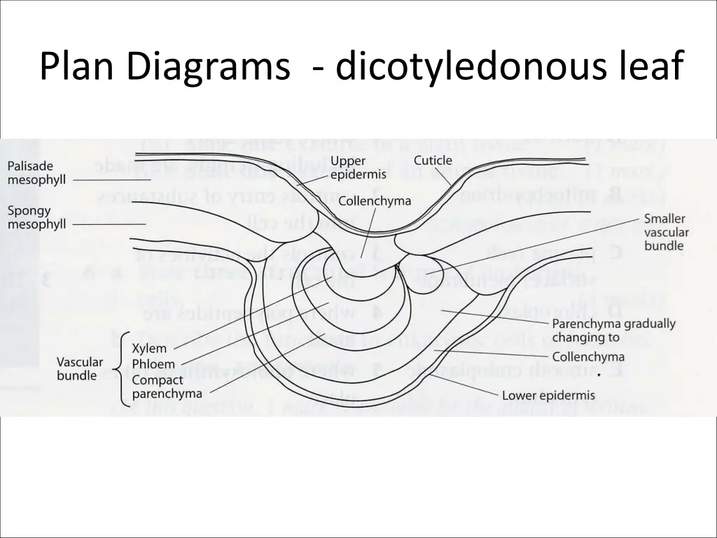 plan diagrams dicotyledonous leaf 1