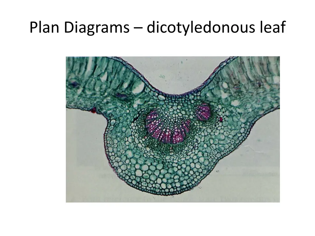 plan diagrams dicotyledonous leaf