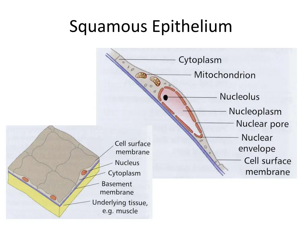 squamous epithelium 1