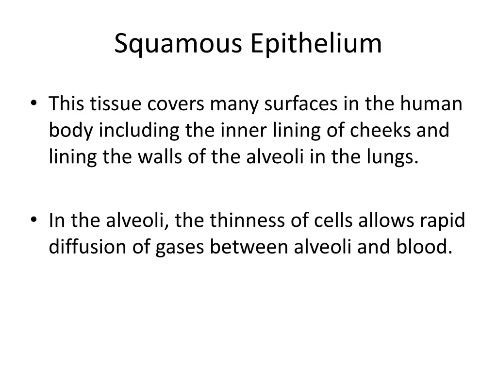 squamous epithelium