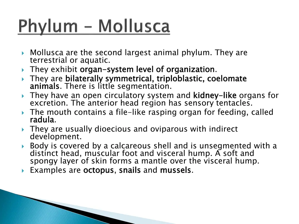 mollusca are the second largest animal phylum