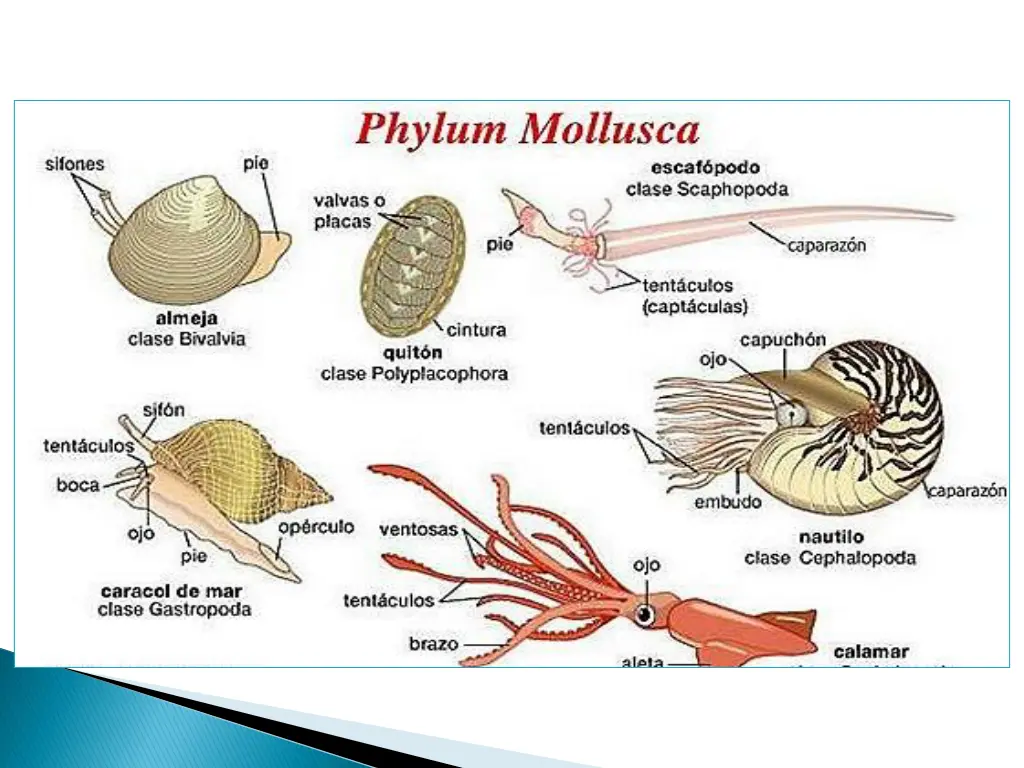 mollusca