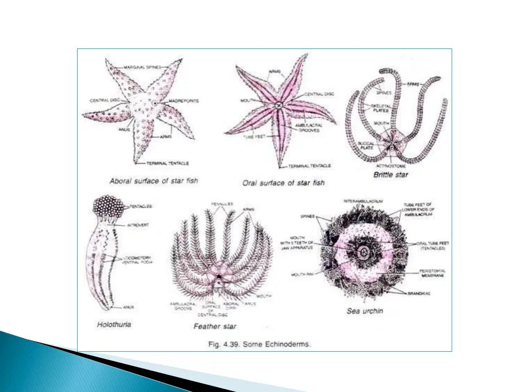slide7