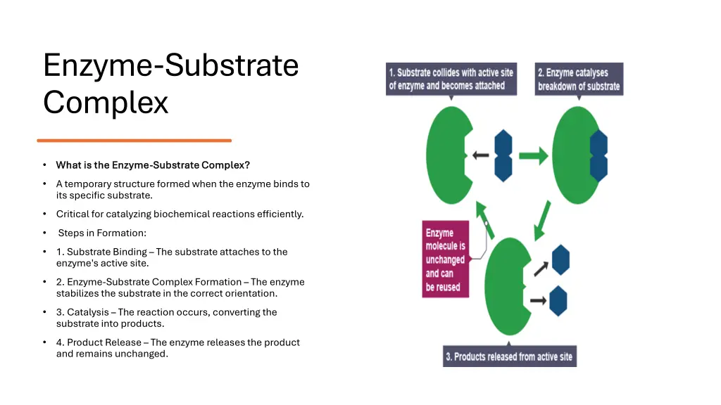 enzyme substrate complex
