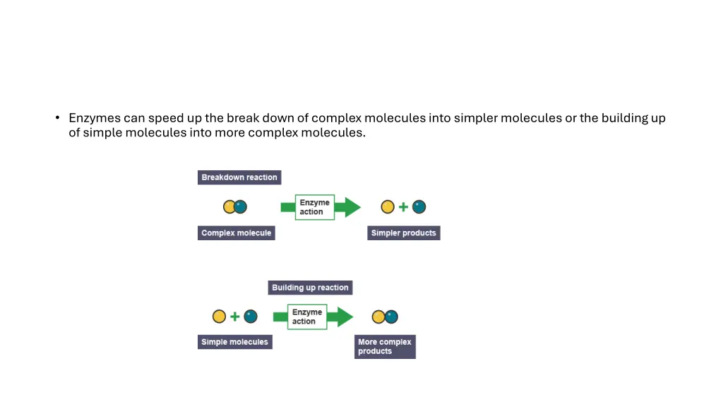 enzymes can speed up the break down of complex