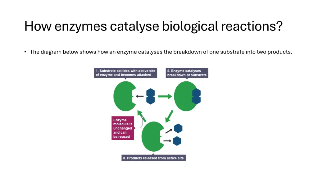 how enzymes catalysebiological reactions
