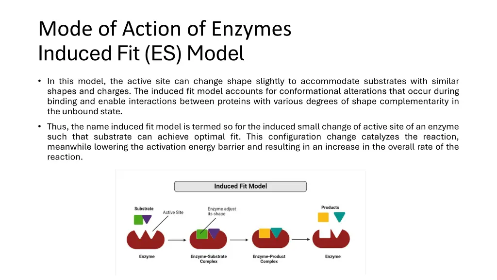 mode of action of enzymes induced fit es model