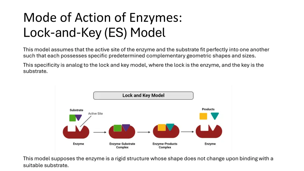 mode of action of enzymes lock and key es model