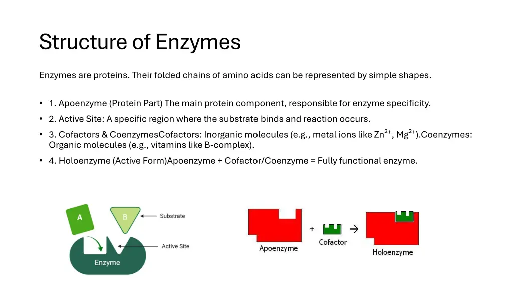structureof enzymes