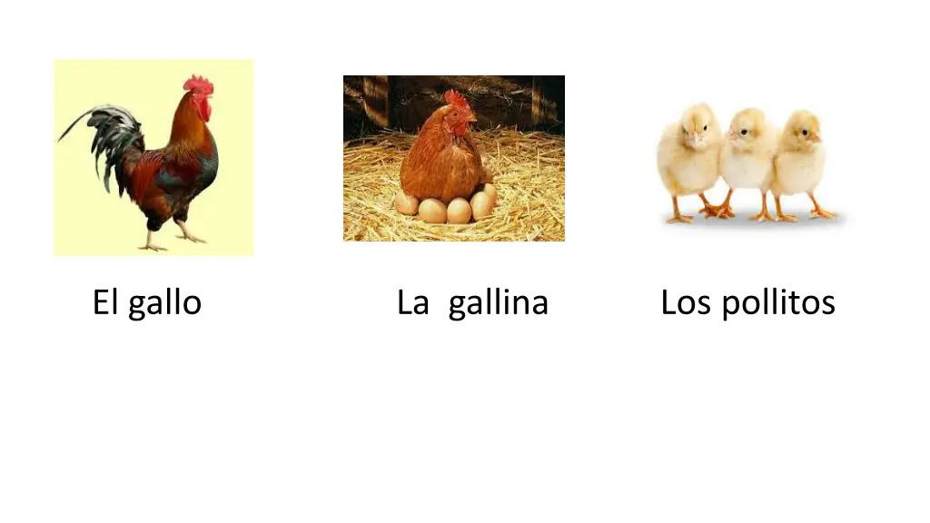 el gallo 1