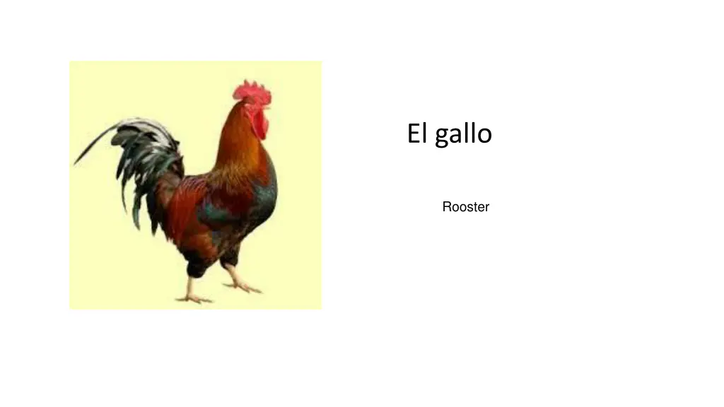 el gallo