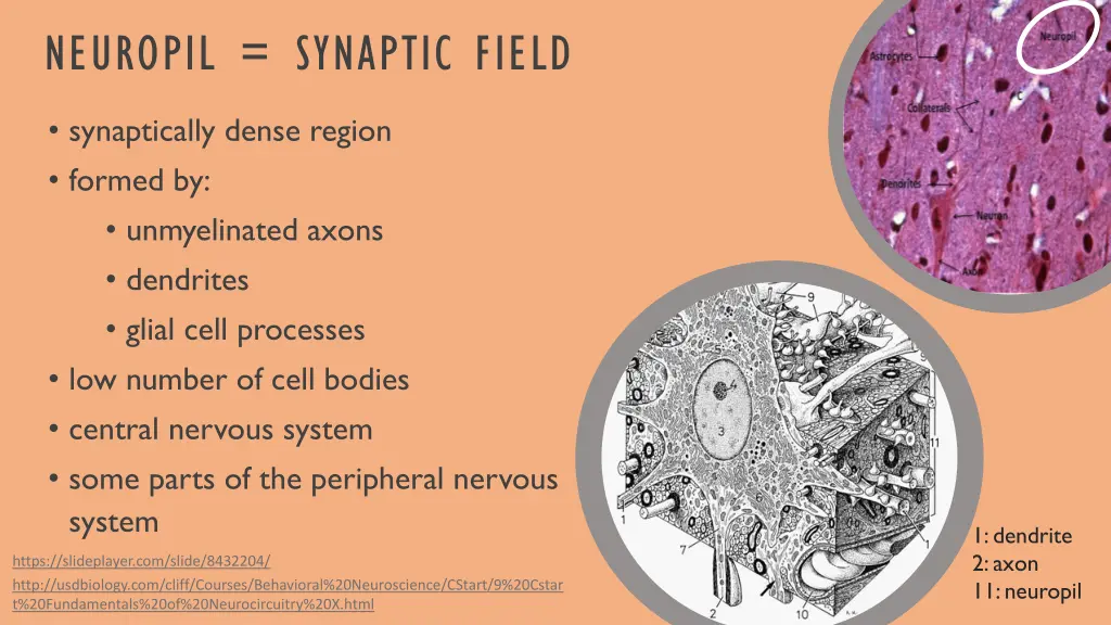 neuropil synaptic field