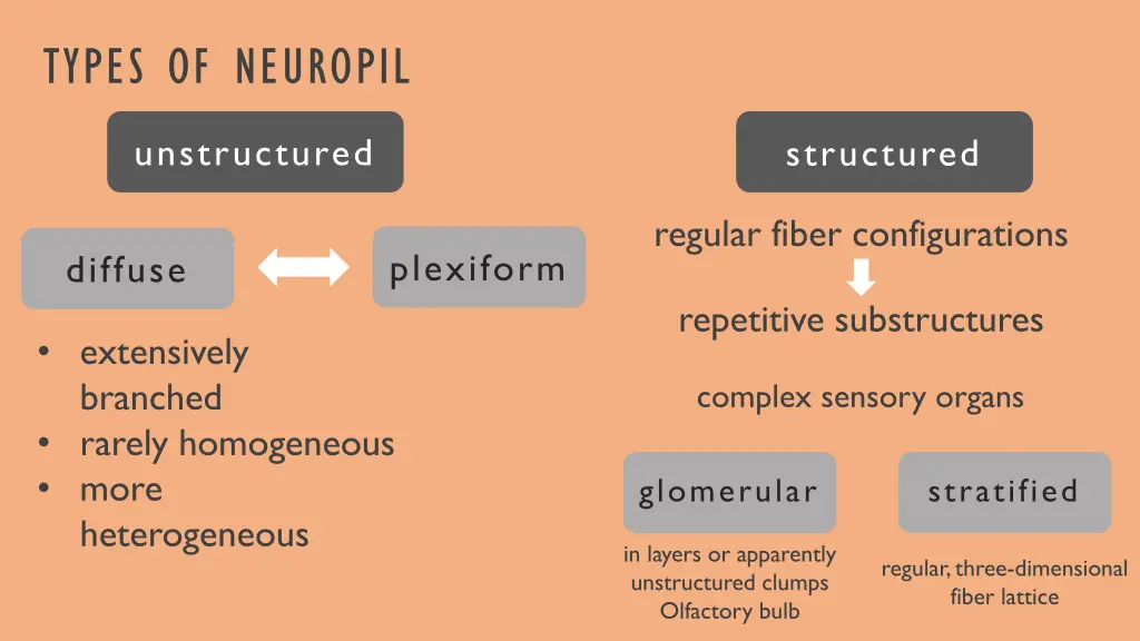 types of neuropil