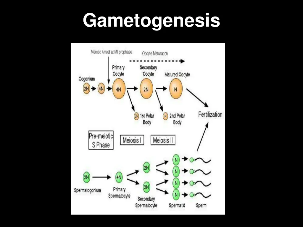 gametogenesis 1