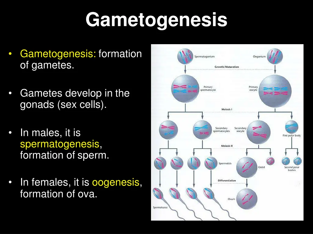 gametogenesis 2