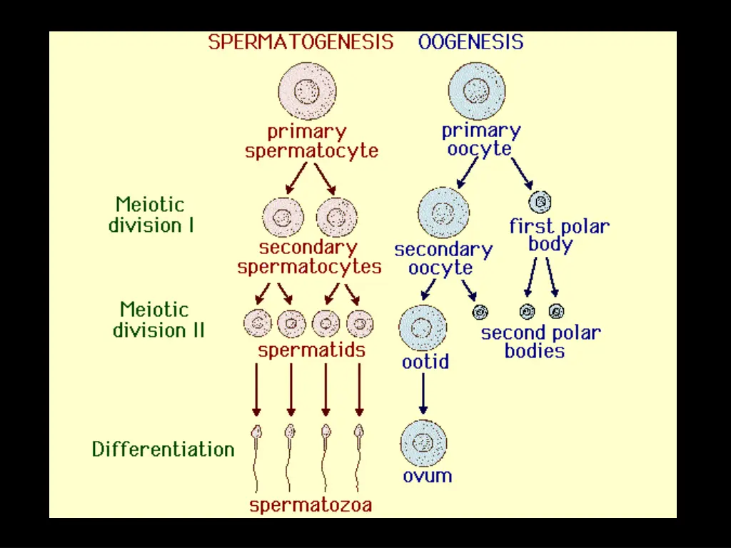 slide11