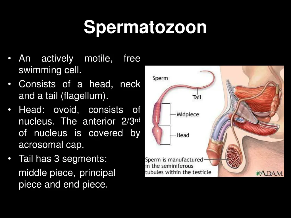 spermatozoon