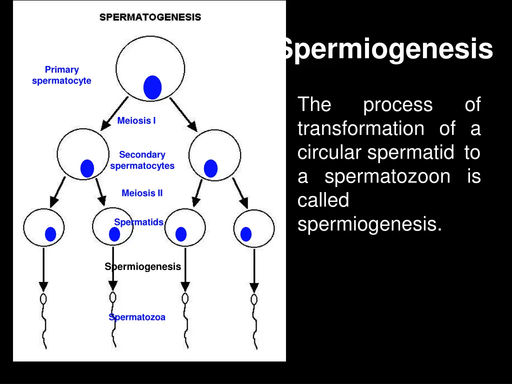 spermiogenesis