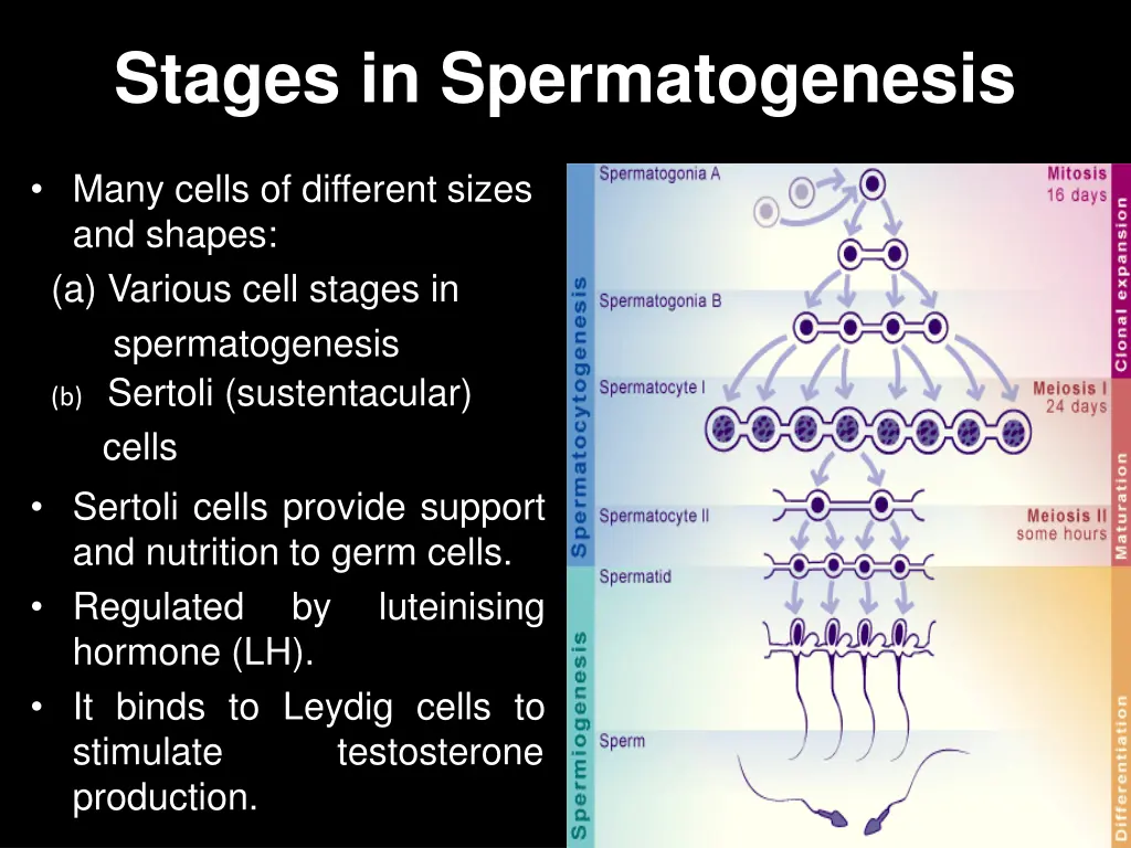 stages in spermatogenesis