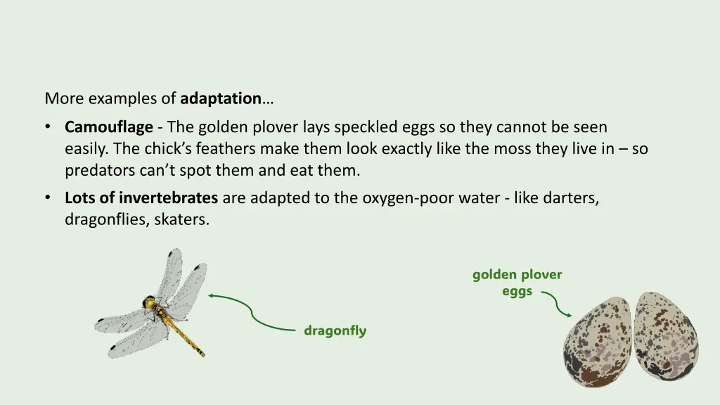 more examples of adaptation camouflage the golden