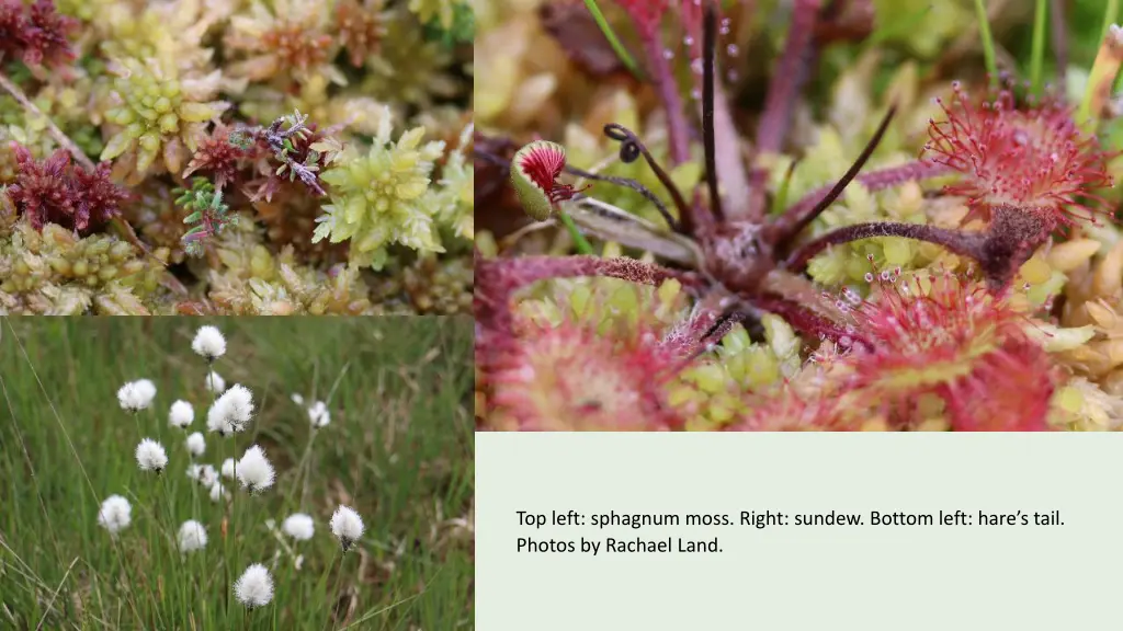 top left sphagnum moss right sundew bottom left