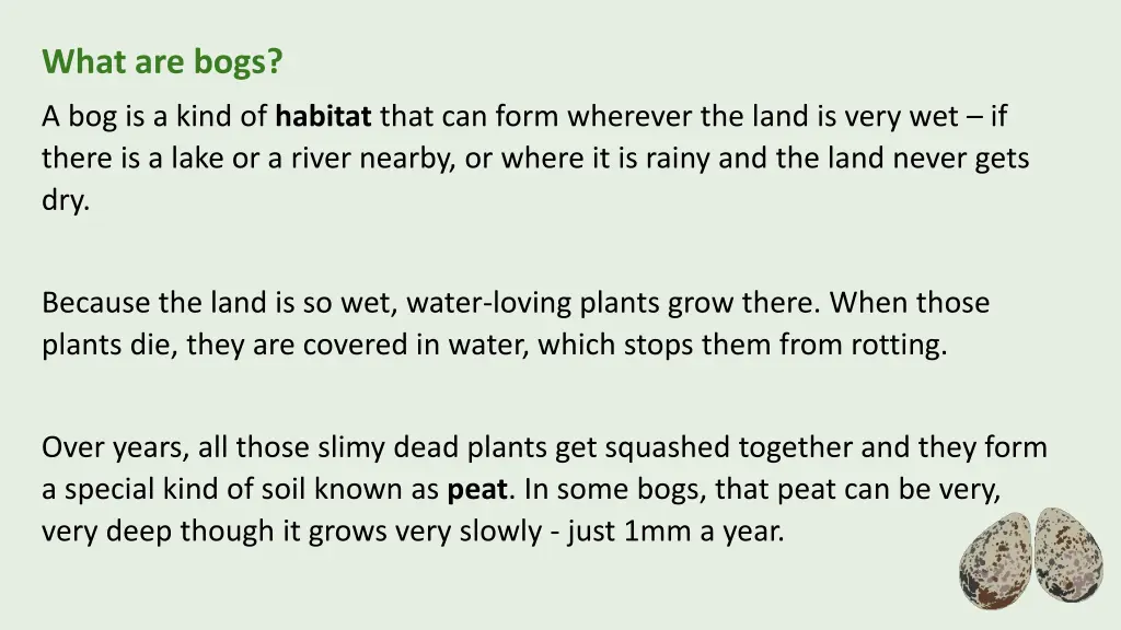 what are bogs