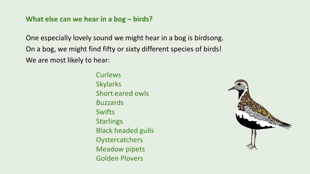 what else can we hear in a bog birds