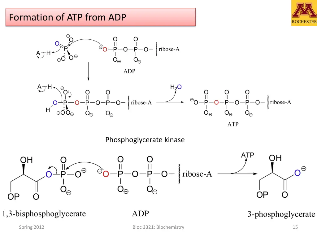 formation of atp from adp