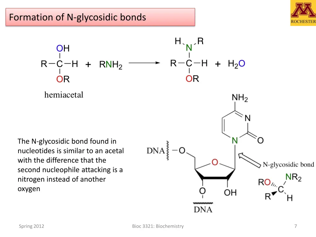 formation of n glycosidic bonds